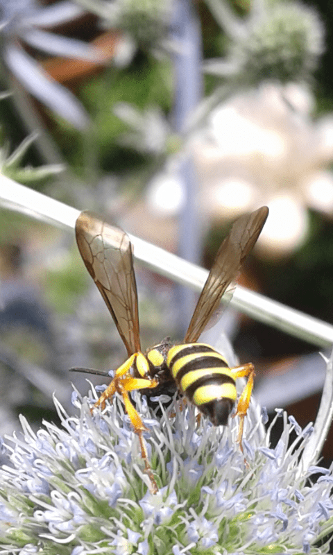 Crabronidae: femmina di Cerceris arenaria